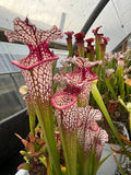 Sarracenia LPJA 014 «Baba Yaga»