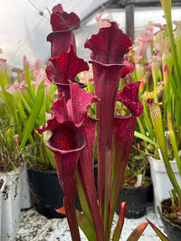 Sarracenia LPJA 016 «Red Targuet»