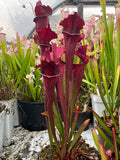 Sarracenia LPJA 016 «Red Targuet»