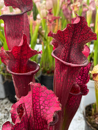 Sarracenia LPJA 016 «Red Targuet»