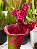 Sarracenia LPJA 016 «Red Targuet»