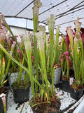 Sarracenia LPJA 021 «Llorona»