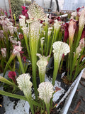 Sarracenia LPJA 021 «Llorona»