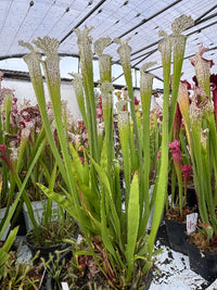 Sarracenia LPJA 041 «Boogey Man»