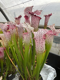 Sarracenia LPJA 017 «Zaratan»