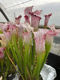 Sarracenia LPJA 017 «Zaratan»