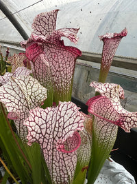 Sarracenia LPJA 017 «Zaratan»