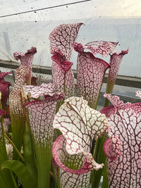 Sarracenia LPJA 017 «Zaratan»