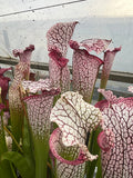 Sarracenia LPJA 017 «Zaratan»