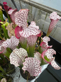 Sarracenia LPJA 017 «Zaratan»