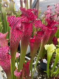 Sarracenia LPJA 012 «Big City B.B»