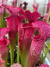 Sarracenia LPJA 012 «Big City B.B»