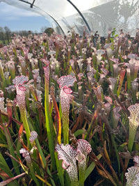 Sarracenia Leucophylla