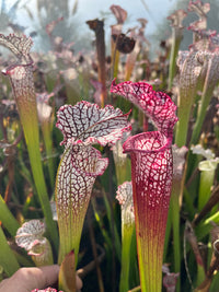 Sarracenia Leucophylla