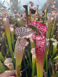 Sarracenia Leucophylla