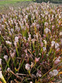 Sarracenia Leucophylla