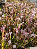 Sarracenia Leucophylla