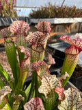 Sarracenia LPJA 064 «Tezcatlipoca»