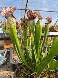 Sarracenia LPJA 064 «Tezcatlipoca»