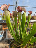 Sarracenia LPJA 064 «Tezcatlipoca»