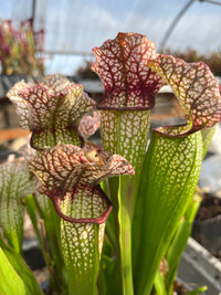 Sarracenia LPJA 064 «Tezcatlipoca»