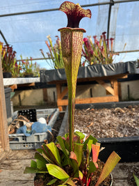 Sarracenia LPJA 061 «Quetzalcoatl»