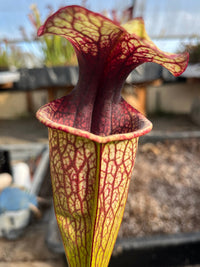 Sarracenia LPJA 061 «Quetzalcoatl»