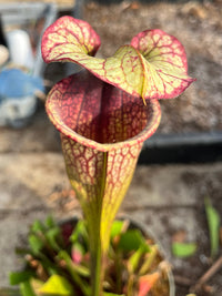 Sarracenia LPJA 061 «Quetzalcoatl»