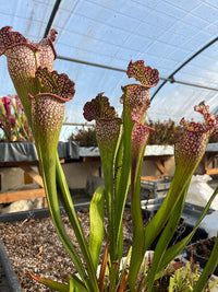 Sarracenia LPJA 053 «Djinn»
