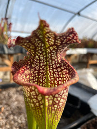 Sarracenia LPJA 053 «Djinn»