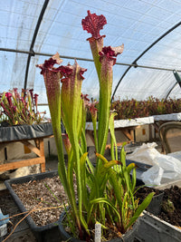 Sarracenia LPJA 046 «Grenadine twist»