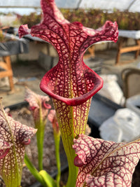 Sarracenia LPJA 046 «Grenadine twist»
