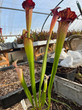 Sarracenia LPJA 027 «Wiskey Sour»