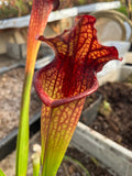 Sarracenia LPJA 027 «Wiskey Sour»