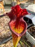 Sarracenia LPJA 027 «Wiskey Sour»