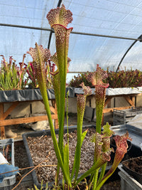 Sarracenia LPJA 047 «Ascender»