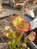 Sarracenia LPJA 047 «Ascender»