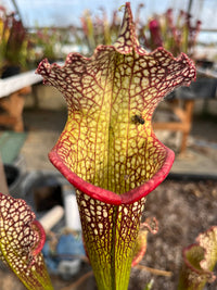 Sarracenia LPJA 047 «Ascender»