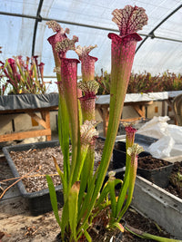 Sarracenia LPJA 004 «LPJA Sphinx »