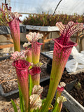 Sarracenia LPJA 004 «LPJA Sphinx »