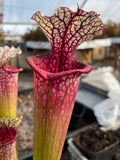 Sarracenia LPJA 004 «LPJA Sphinx »