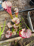 Sarracenia LPJA 004 «LPJA Sphinx »