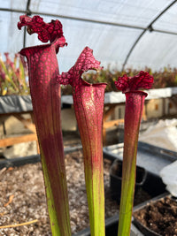 Sarracenia LPJA 015 «LPJA Iris»