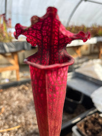 Sarracenia LPJA 015 «LPJA Iris»