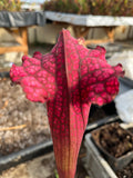 Sarracenia LPJA 015 «LPJA Iris»
