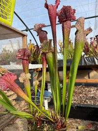 Sarracenia LPJA 026 «Christina Queen»
