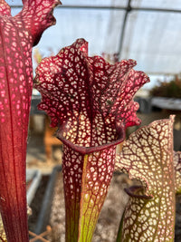 Sarracenia LPJA 026 «Christina Queen»