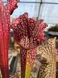 Sarracenia LPJA 026 «Christina Queen»