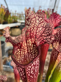 Sarracenia LPJA 026 «Christina Queen»