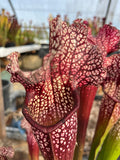 Sarracenia LPJA 026 «Christina Queen»